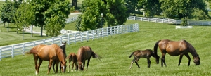 Kentucky Horse park and surrounding horse farms in Lexington KY